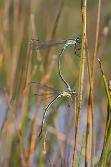 Damselflies Prints: Picture No. 10946920