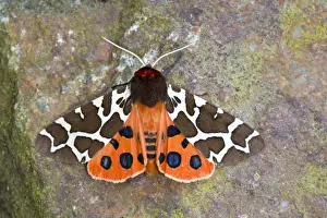 Mottled Prints: Picture No. 10946929