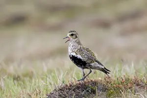 Plovers Prints: Picture No. 10946934