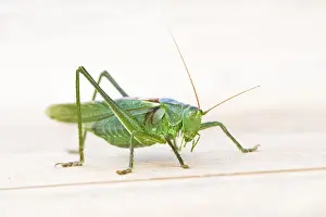 Picture No. 10946940