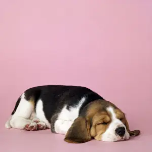 Beagles Prints: Picture No. 10946954