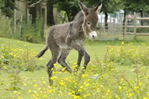 Donkeys Prints: Picture No. 10946957