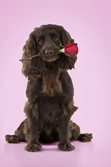 Valentines Day Prints: Picture No. 10946960