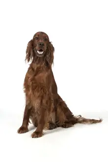 Irish Setters Prints: Picture No. 10946973