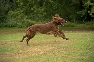Irish Setters Prints: Picture No. 10946982