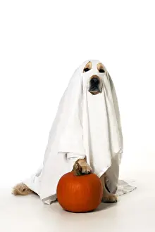 Pumpkin Prints: Picture No. 10946996