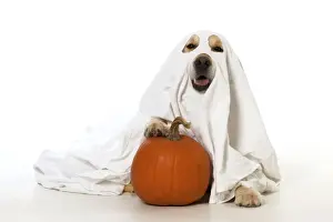 Pumpkin Prints: Picture No. 10946997