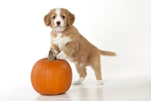 Pumpkin Prints: Picture No. 10947017
