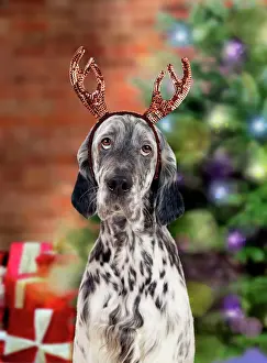 Xmas Prints: Picture No. 10947032