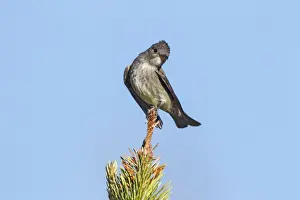 Flycatcher Prints: Picture No. 10947040