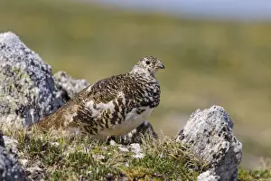 Ptarmigans Prints: Picture No. 10947069