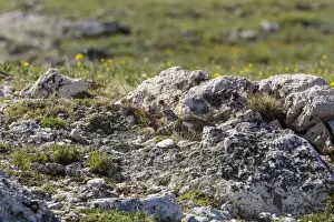 Ptarmigans Prints: Picture No. 10947070