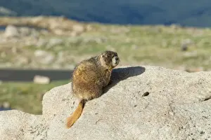 Marmots Prints: Picture No. 10947073
