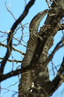 Goannas Prints: Picture No. 10947313