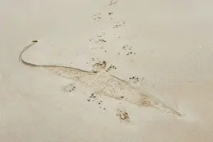 Sandy Prints: Picture No. 10947314