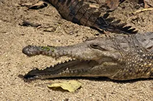 Crocodiles Prints: Picture No. 10947330