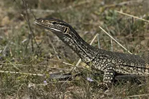 Goannas Prints: Picture No. 10947331