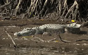 Crocodiles Prints: Picture No. 10947336