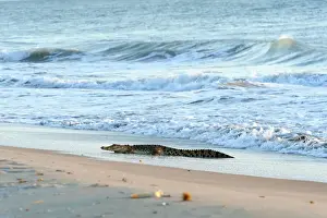 Crocodiles Prints: Picture No. 10947346