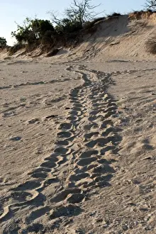 Ashore Prints: Picture No. 10947350