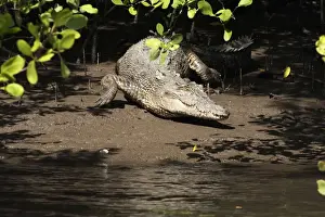 Crocodiles Prints: Picture No. 10947351