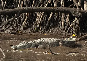 Crocodiles Prints: Picture No. 10947363