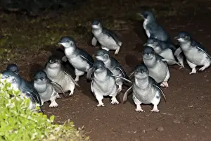 Flightless Prints: Picture No. 10947413