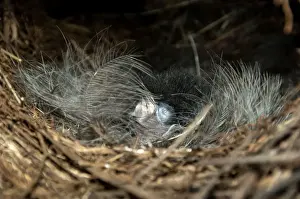 Nesting Prints: Picture No. 10947414