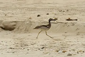 Curlews Prints: Picture No. 10947422