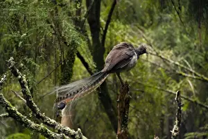 Superb Prints: Picture No. 10947426