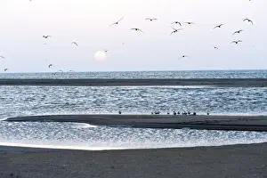 Terns Prints: Picture No. 10947429