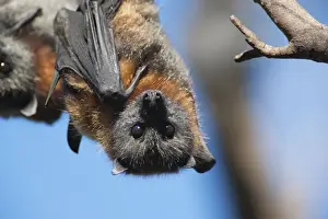 Flying Foxes Prints: Picture No. 10947468