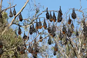 Roosting Prints: Picture No. 10947477