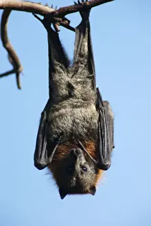 Bats Prints: Picture No. 10947478