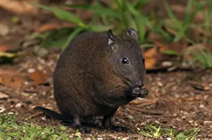 Macropod Prints: Picture No. 10947481