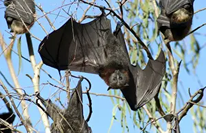 Bats Prints: Picture No. 10947484