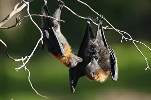 Flying Foxes Prints: Picture No. 10947488