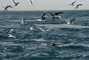 Gulls Prints: Picture No. 10947493