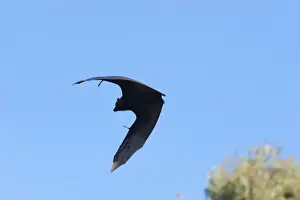 Flying Foxes Prints: Picture No. 10947494