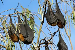 Roosting Prints: Picture No. 10947516