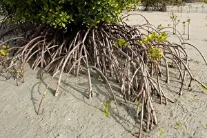 Mangrove Prints: Picture No. 10947524