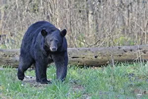 Omnivores Prints: Picture No. 10947554