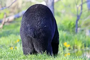 Omnivores Prints: Picture No. 10947577