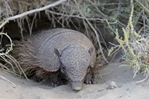 Armadillos Prints: Picture No. 10947580