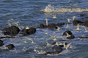 Terns Prints: Picture No. 10947610