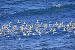 Terns Prints: Picture No. 10947612