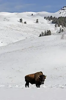 Buffalos Prints: Picture No. 10947616
