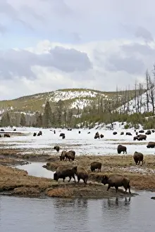 Yellowstone Prints: Picture No. 10947617