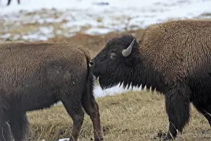 Buffalos Prints: Picture No. 10947618
