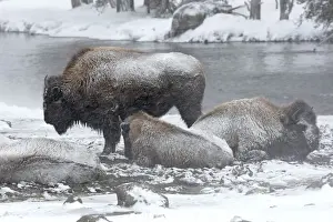 Buffalos Prints: Picture No. 10947626